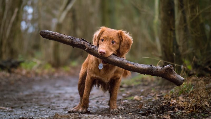 Le coût des croquettes vétérinaires pour chien : est-ce vraiment plus cher ?